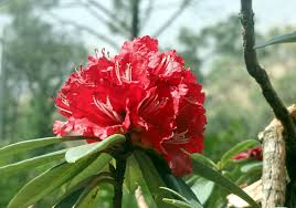 Burans Flower